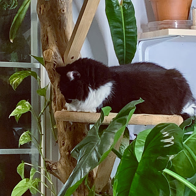 実例写真