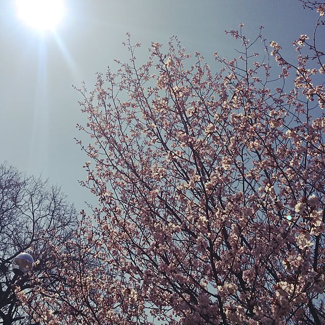 aya414さんの実例写真