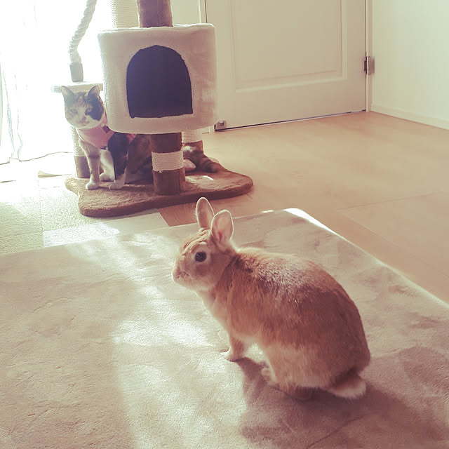 aiさんの実例写真
