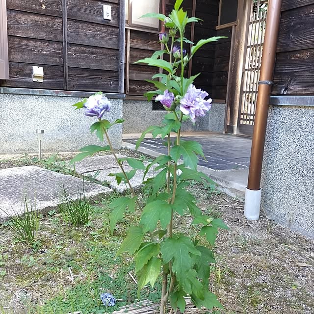 kuririnmamaさんの部屋