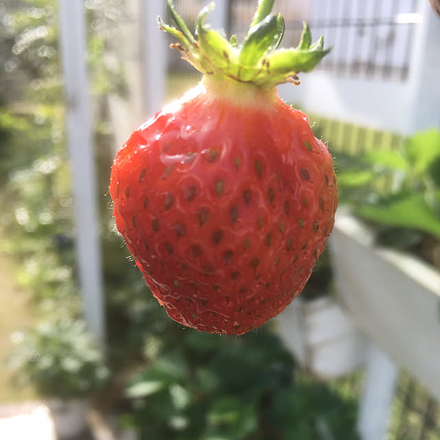 PEKO3_3さんの実例写真