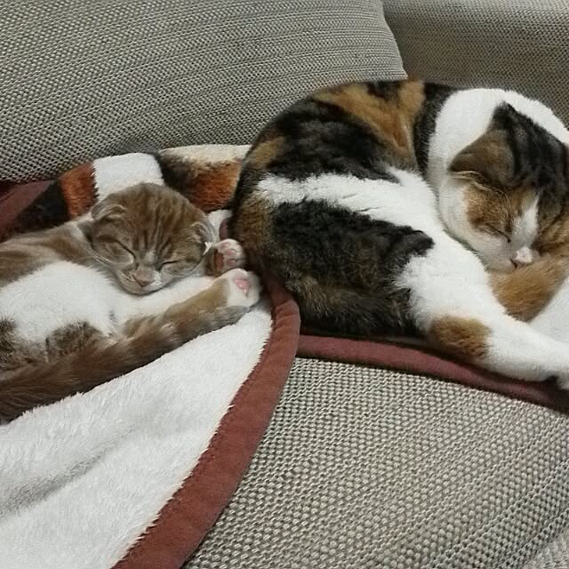 mikiさんの実例写真