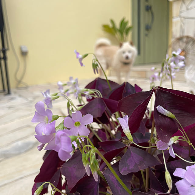 bu-bu-chanさんの部屋