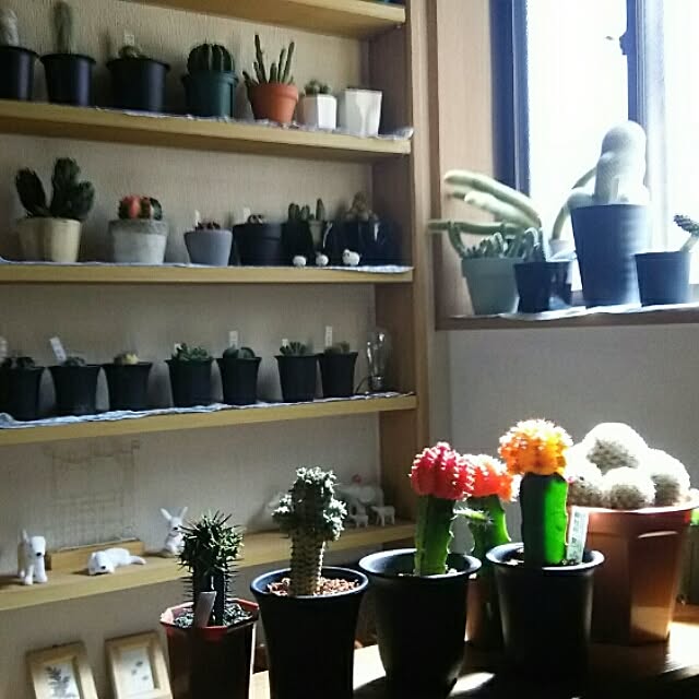 棚のインテリア実例 - 2016-03-21 10:35:41