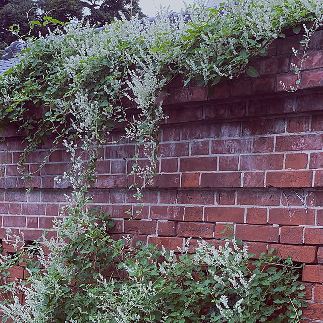 中庭のある家/植物のある暮らし/カントリーインテリア/中庭のある暮らし/ガーデニング...などのインテリア実例 - 2021-09-27 09:47:34