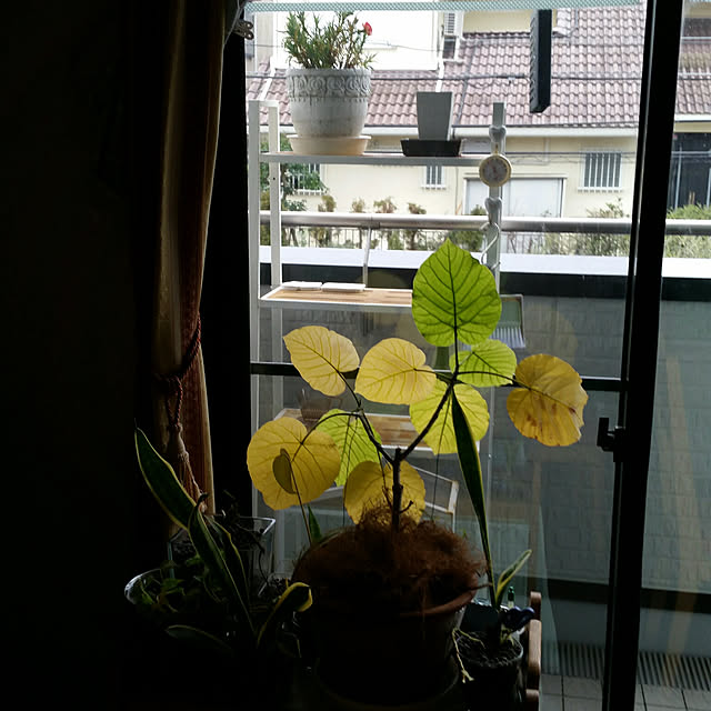 kikiさんの実例写真