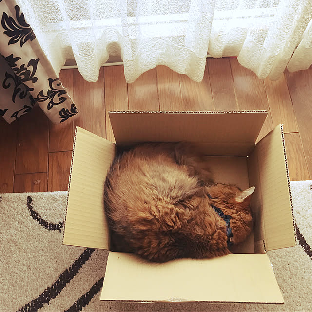 yukarinさんの実例写真