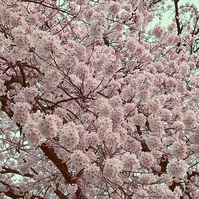 部屋全体/桜/お花見/春/花のインテリア実例 - 2018-03-31 22:19:32