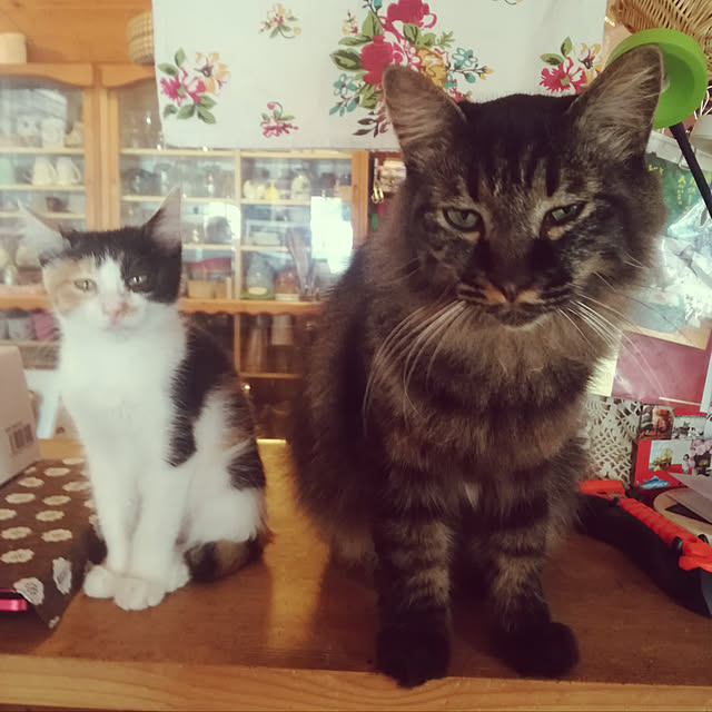Maki-nekomamireさんの実例写真