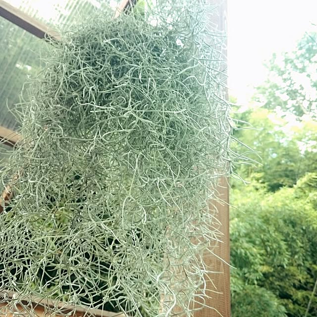 miccoさんの実例写真