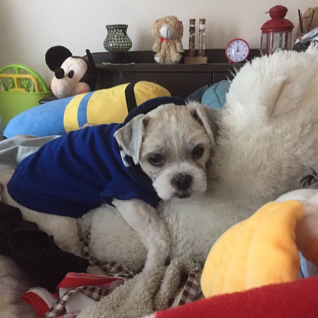 emiさんの実例写真