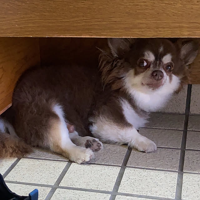 chIoeさんの実例写真