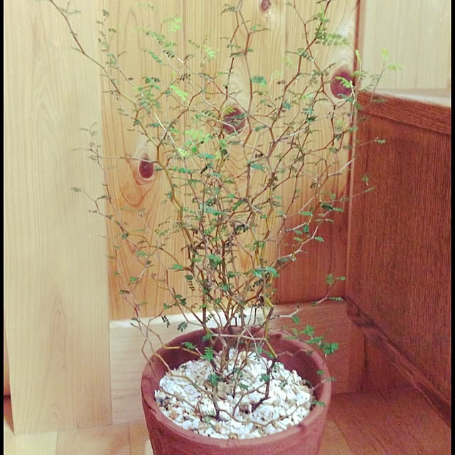 irinさんの実例写真
