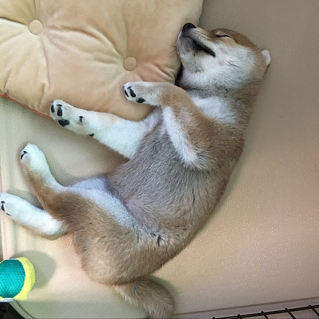 luckyさんの実例写真