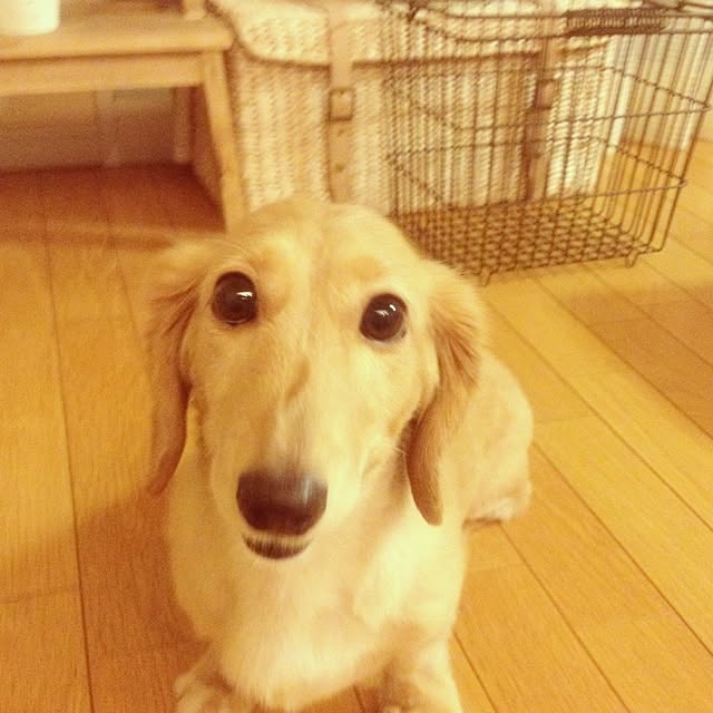 Koumeさんの実例写真