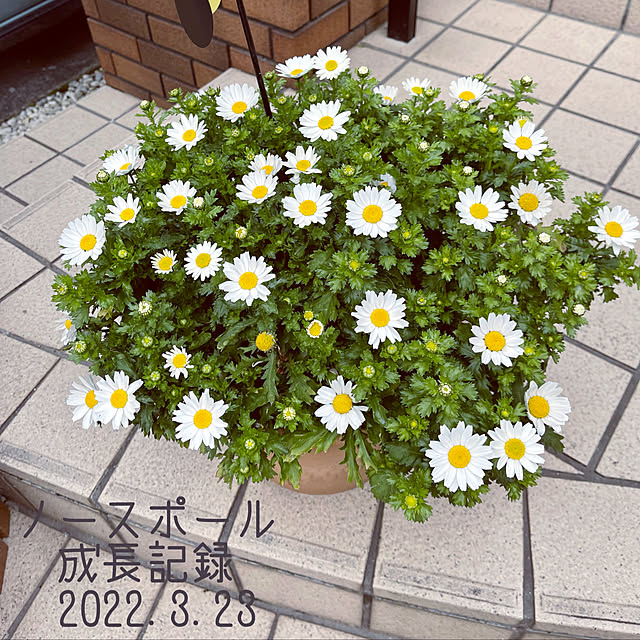 chikaさんの実例写真