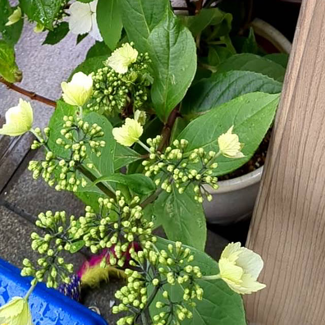 ayashigeさんの部屋