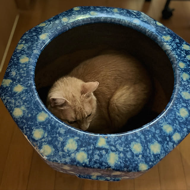 mikan161さんの実例写真