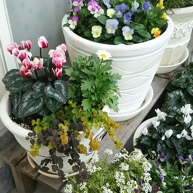 naopyiさんの実例写真