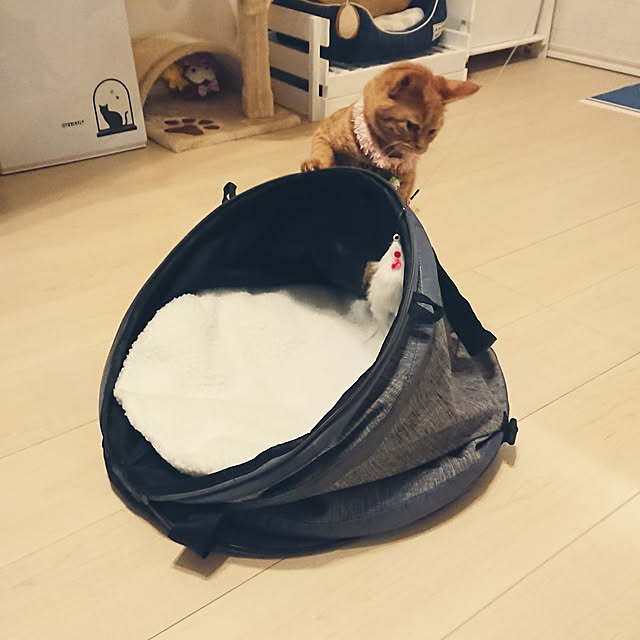 taka-kiさんの実例写真