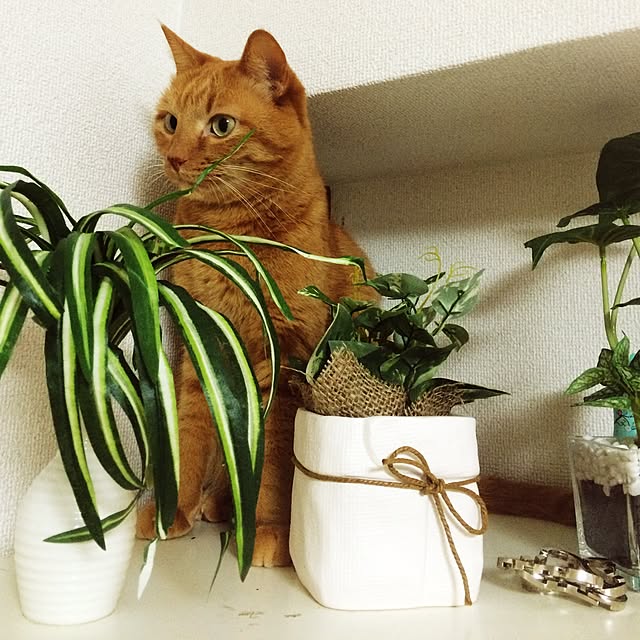 mikaさんの実例写真