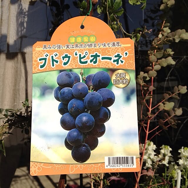 kimuさんの実例写真