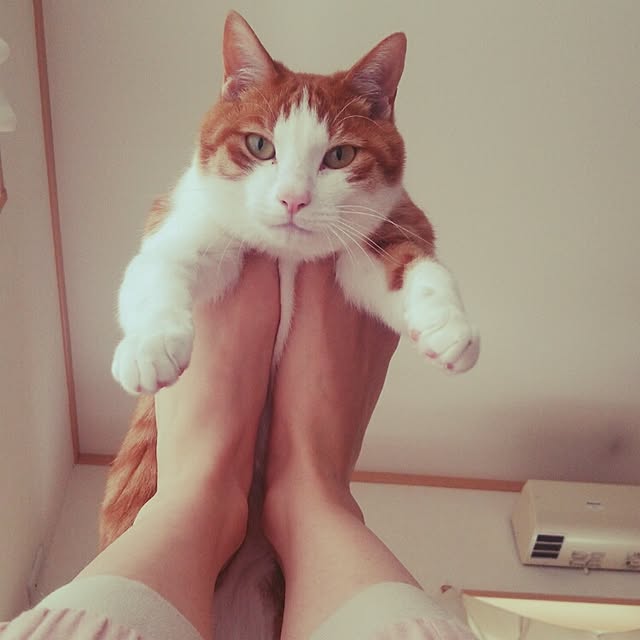 tamacharouさんの実例写真