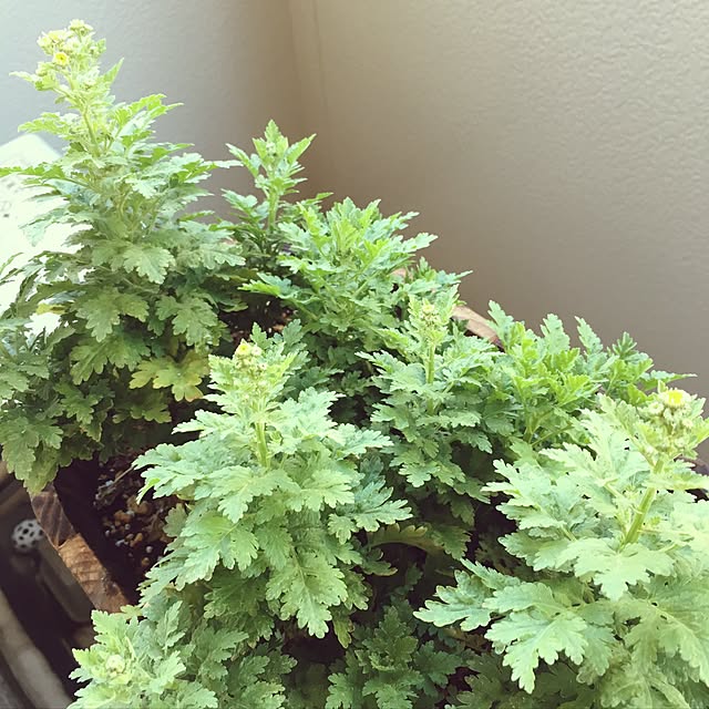 nekekinさんの実例写真