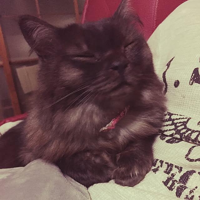 maria.rさんの実例写真