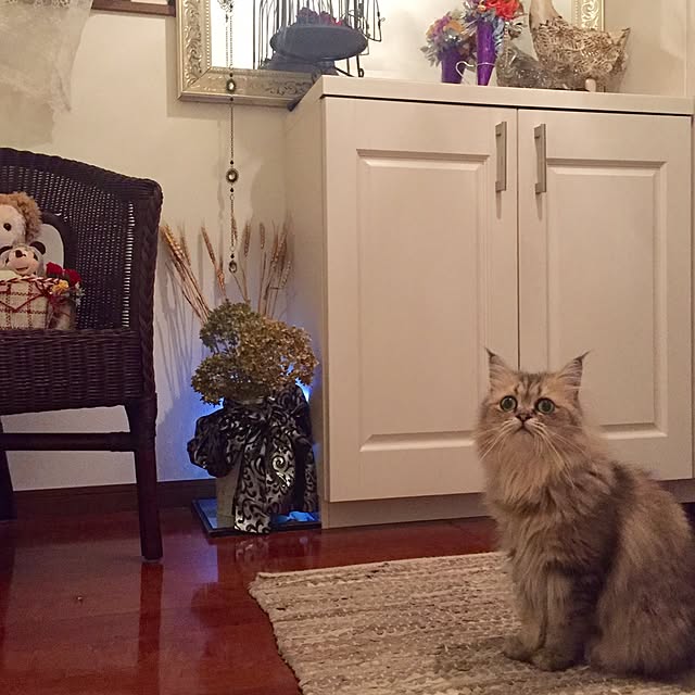 butachanさんの実例写真