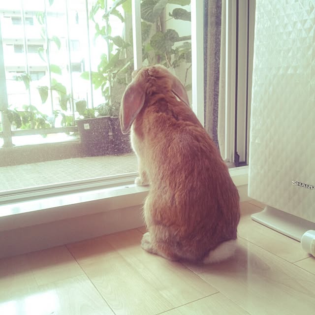 32aloalo0526さんの実例写真