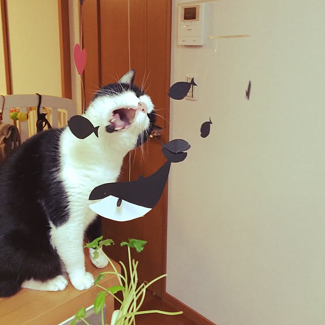 kazuさんの実例写真