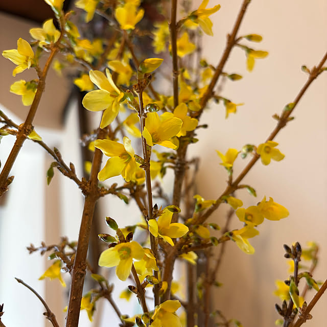 mi-yuさんの部屋