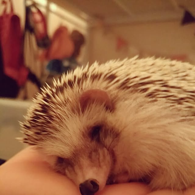 kuruさんの実例写真