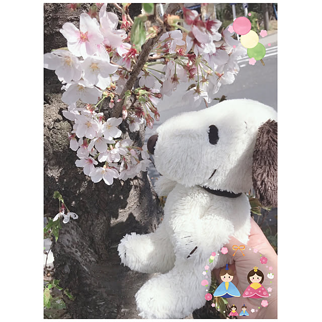 sakuramiffyさんの部屋