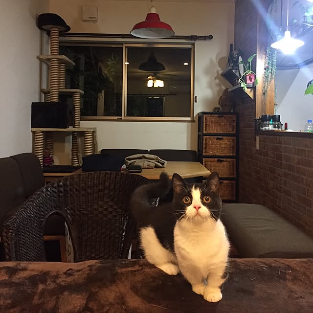 butachanさんの実例写真