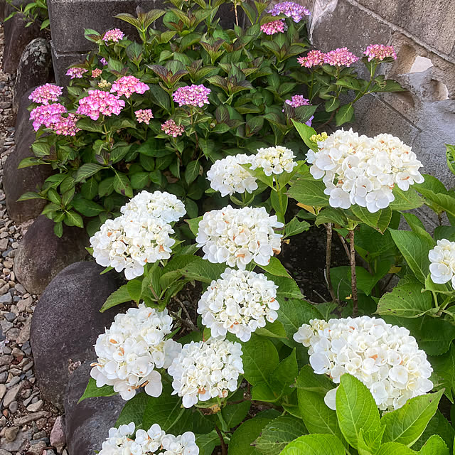 ikubooさんの部屋