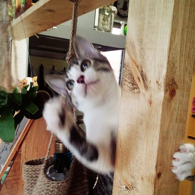 Gomaさんの実例写真