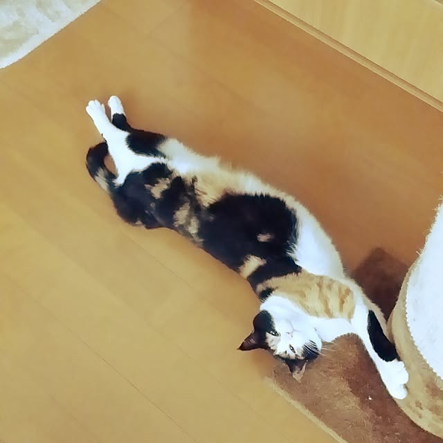 kumi-kumiさんの実例写真
