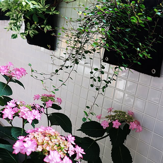 hanacocoさんの部屋