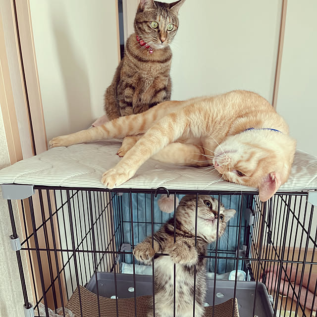 chiiさんの部屋