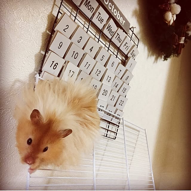 emiさんの実例写真