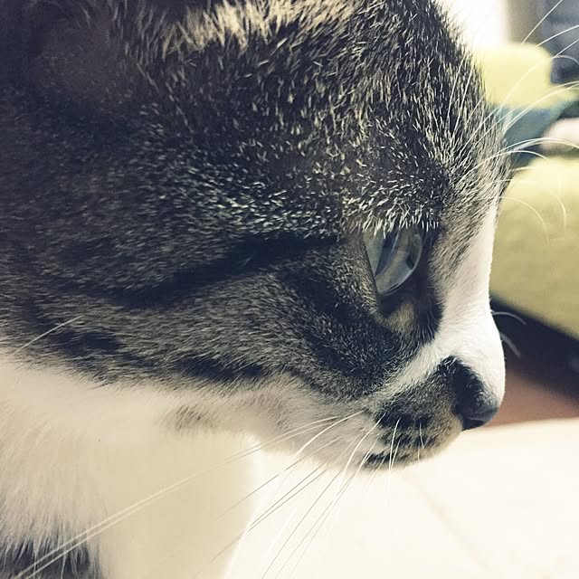shinoさんの実例写真