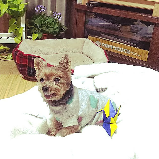 chiikokunさんの実例写真