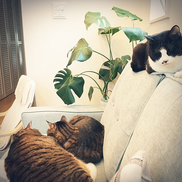 lovecatさんの実例写真