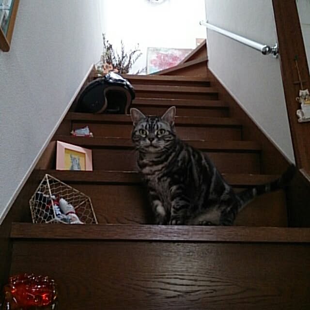 部屋全体のインテリア実例 - 2016-05-16 22:04:20