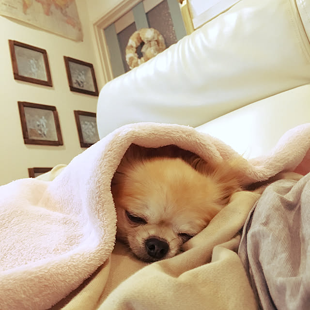 konomi513さんの実例写真