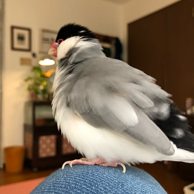 soramameさんの実例写真