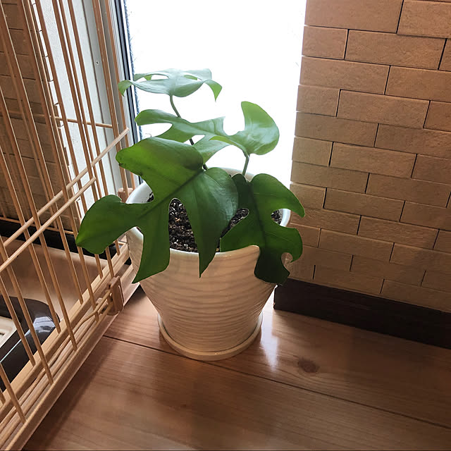 Shihoさんの実例写真