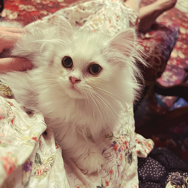 AYUKOさんの実例写真